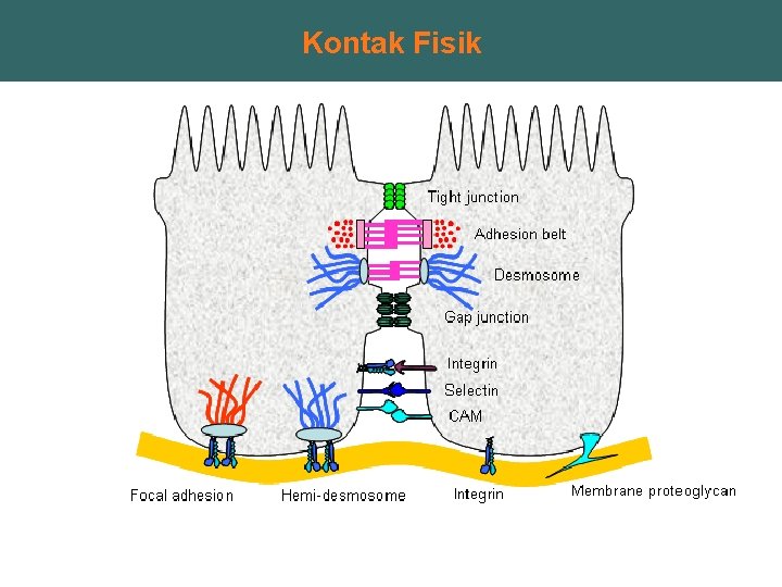 Kontak Fisik 