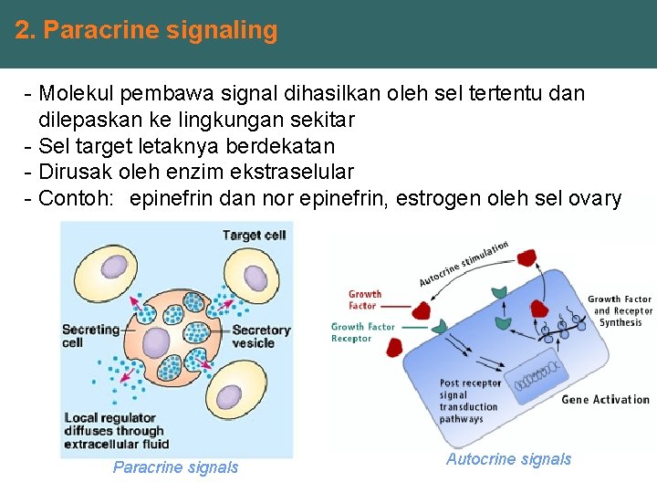 2. Paracrine signaling - Molekul pembawa signal dihasilkan oleh sel tertentu dan dilepaskan ke