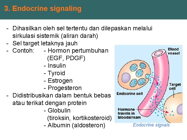 3. Endocrine signaling - Dihasilkan oleh sel tertentu dan dilepaskan melalui sirkulasi sistemik (aliran