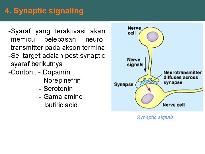 4. Synaptic signaling -Syaraf yang teraktivasi akan memicu pelepasan neurotransmitter pada akson terminal -Sel