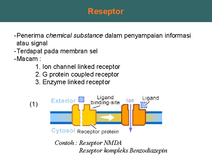 Reseptor -Penerima chemical substance dalam penyampaian informasi atau signal -Terdapat pada membran sel -Macam