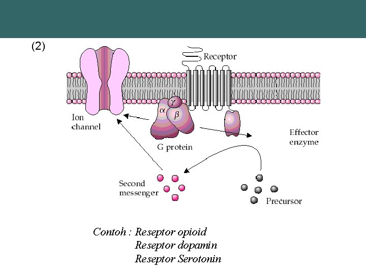 (2) Contoh : Reseptor opioid Reseptor dopamin Reseptor Serotonin 