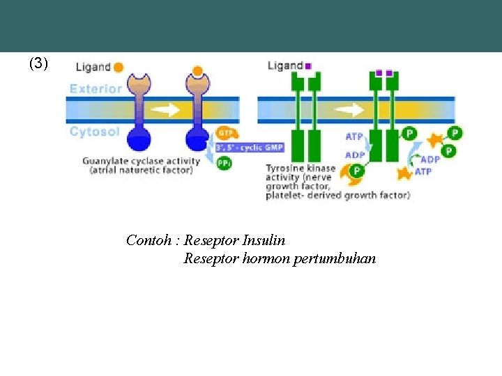 (3) Contoh : Reseptor Insulin Reseptor hormon pertumbuhan 