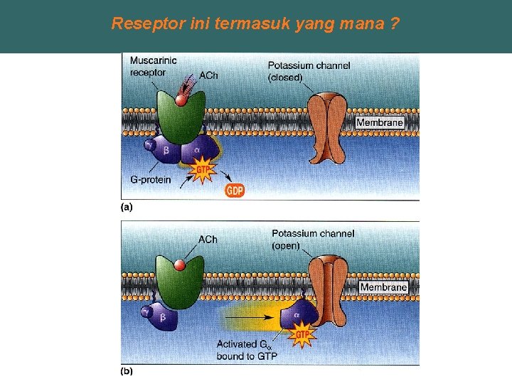 Reseptor ini termasuk yang mana ? 