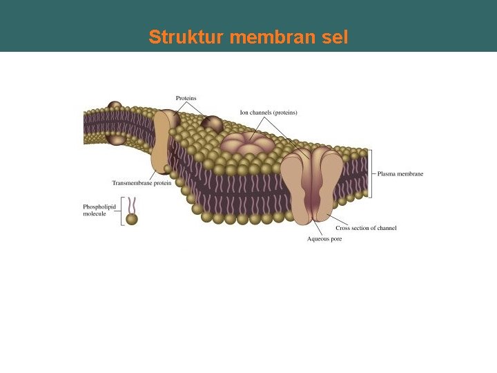 Struktur membran sel 