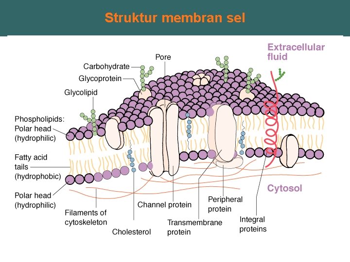 Struktur membran sel 