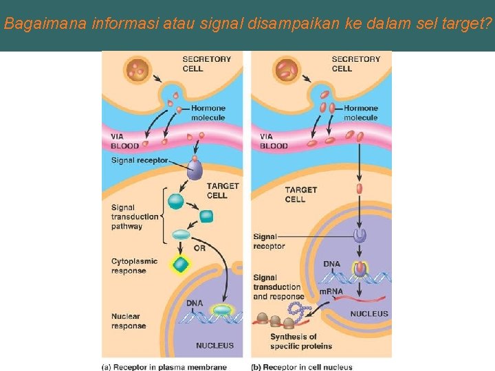 Bagaimana informasi atau signal disampaikan ke dalam sel target? 