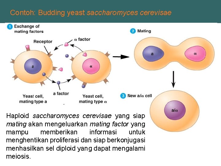 Contoh: Budding yeast saccharomyces cerevisae Haploid saccharomyces cerevisae yang siap mating akan mengeluarkan mating