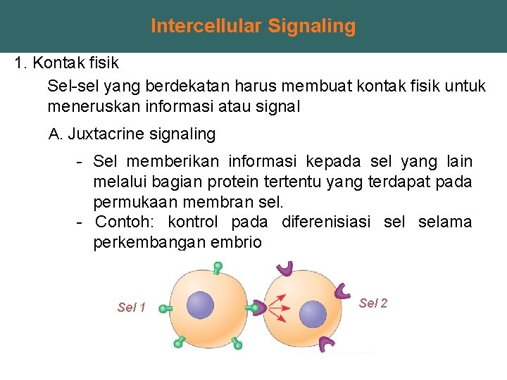Intercellular Signaling 1. Kontak fisik Sel-sel yang berdekatan harus membuat kontak fisik untuk meneruskan