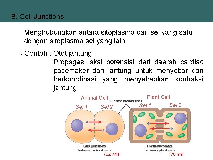 B. Cell Junctions - Menghubungkan antara sitoplasma dari sel yang satu dengan sitoplasma sel