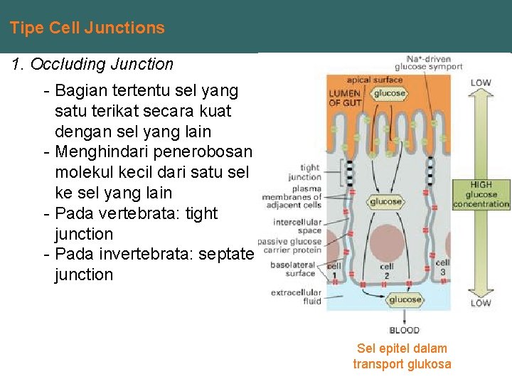 Tipe Cell Junctions 1. Occluding Junction - Bagian tertentu sel yang satu terikat secara