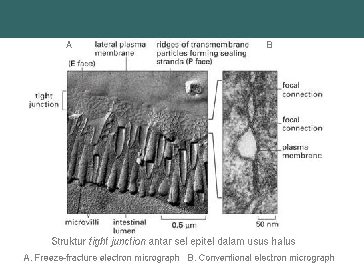 A B Struktur tight junction antar sel epitel dalam usus halus A. Freeze-fracture electron