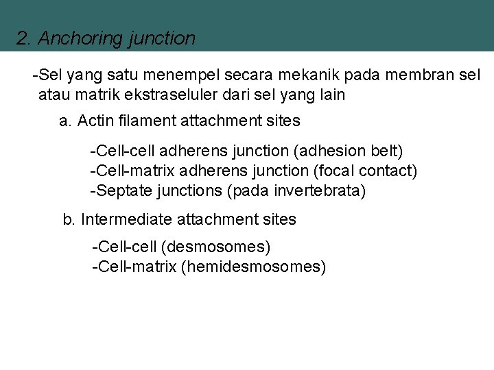 2. Anchoring junction -Sel yang satu menempel secara mekanik pada membran sel atau matrik
