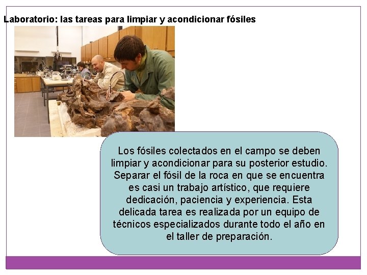 Laboratorio: las tareas para limpiar y acondicionar fósiles Los fósiles colectados en el campo Laboratorio: las tareas para limpiar y acondicionar fósiles Los fósiles colectados en el campo