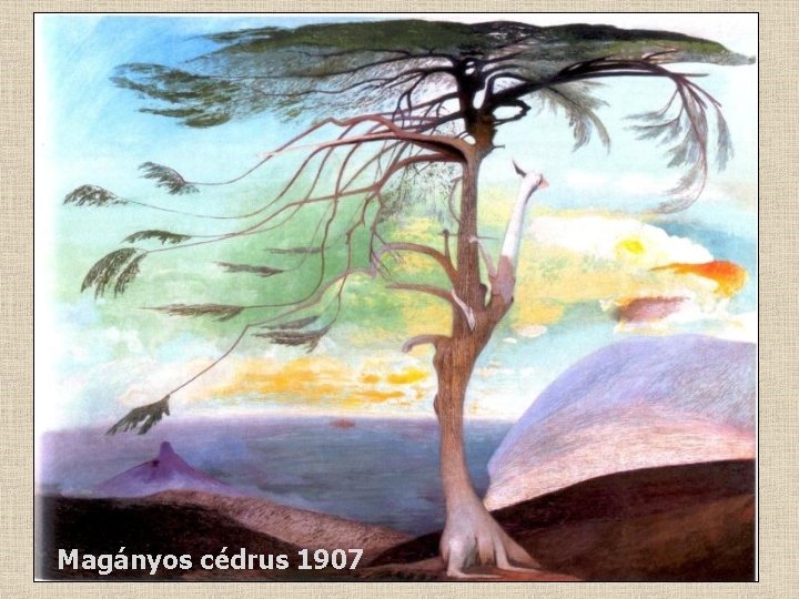 Magányos cédrus 1907 