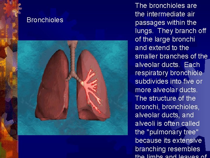 Bronchioles The bronchioles are the intermediate air passages within the lungs. They branch off