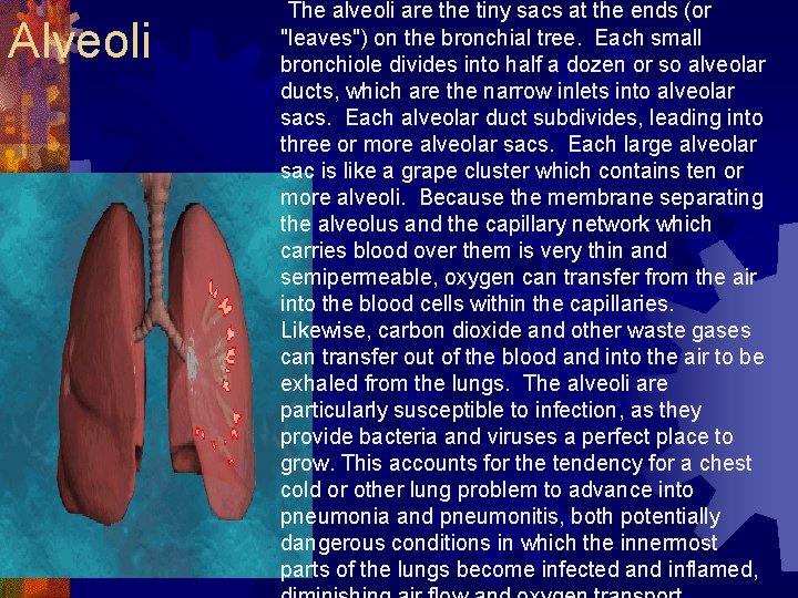 Alveoli The alveoli are the tiny sacs at the ends (or "leaves") on the