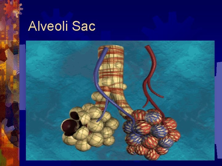 Alveoli Sac 