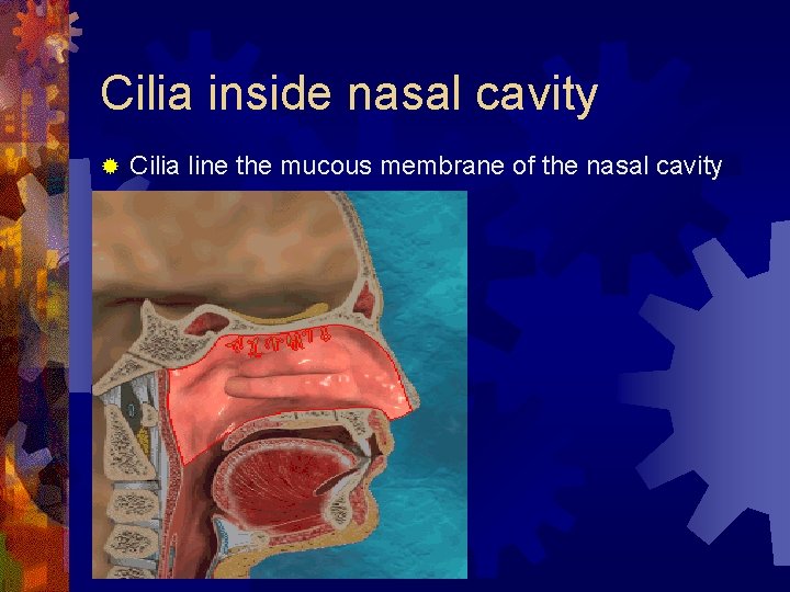 Cilia inside nasal cavity ® Cilia line the mucous membrane of the nasal cavity