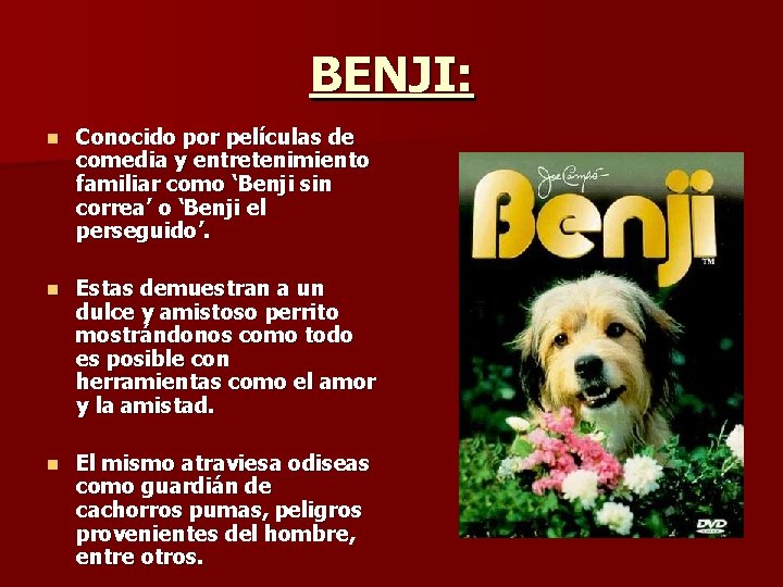 BENJI: n Conocido por películas de comedia y entretenimiento familiar como ‘Benji sin correa’ BENJI: n Conocido por películas de comedia y entretenimiento familiar como ‘Benji sin correa’