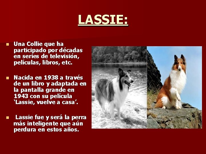 LASSIE: n Una Collie que ha participado por décadas en series de televisión, películas,