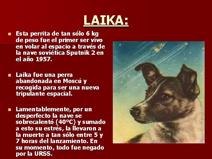 LAIKA: n Esta perrita de tan sólo 6 kg de peso fue el primer