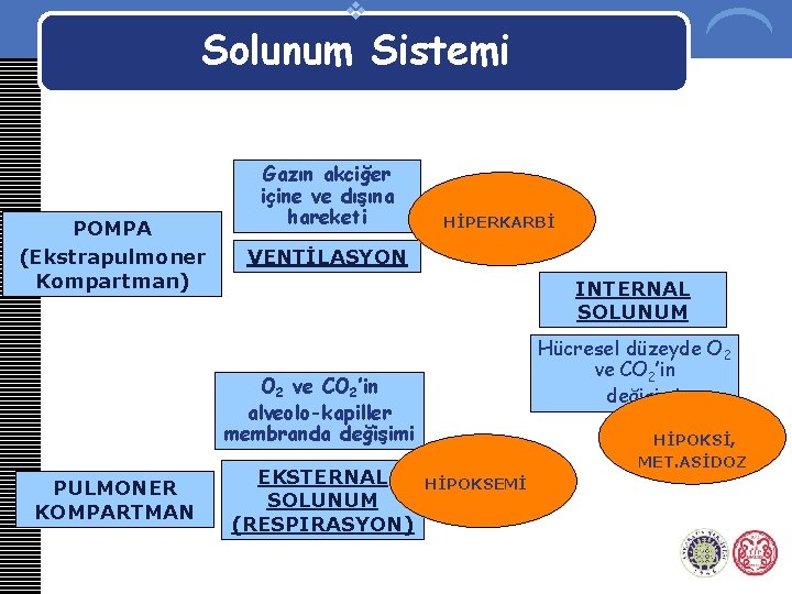 v Solunum Sistemi POMPA (Ekstrapulmoner Kompartman) Gazın akciğer içine ve dışına hareketi HİPERKARBİ VENTİLASYON