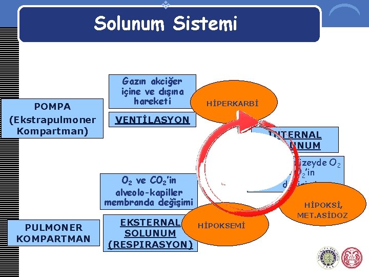 v Solunum Sistemi POMPA (Ekstrapulmoner Kompartman) Gazın akciğer içine ve dışına hareketi HİPERKARBİ VENTİLASYON