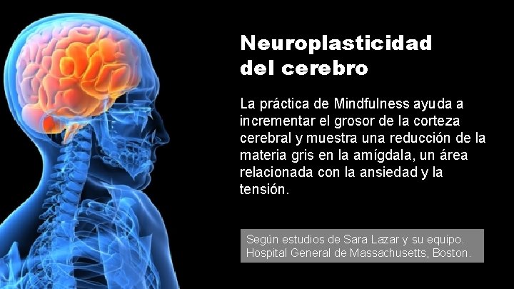 Neuroplasticidad del cerebro La práctica de Mindfulness ayuda a incrementar el grosor de la