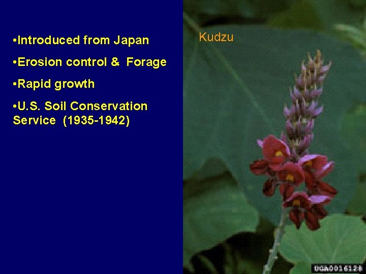  • Introduced from Japan • Erosion control & Forage • Rapid growth •