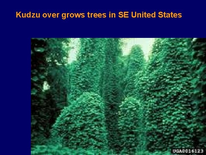 Kudzu over grows trees in SE United States 