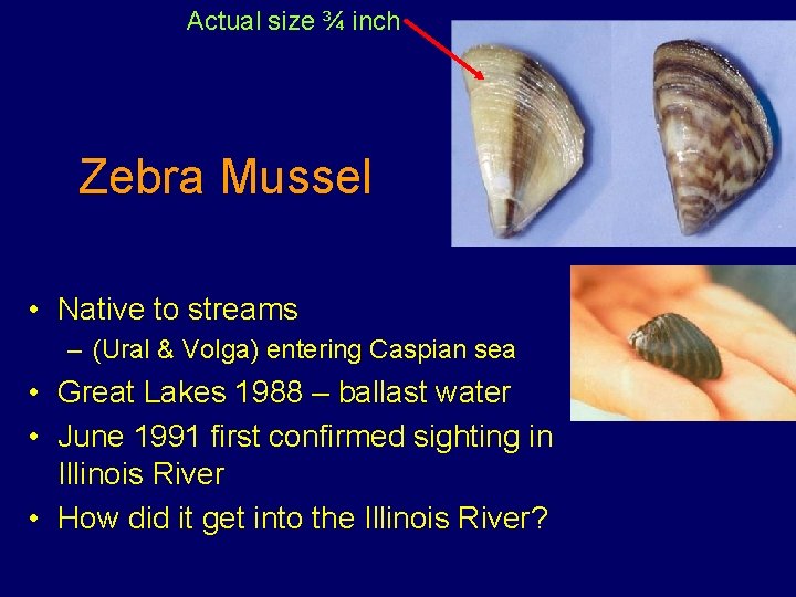 Actual size ¾ inch Zebra Mussel • Native to streams – (Ural & Volga)