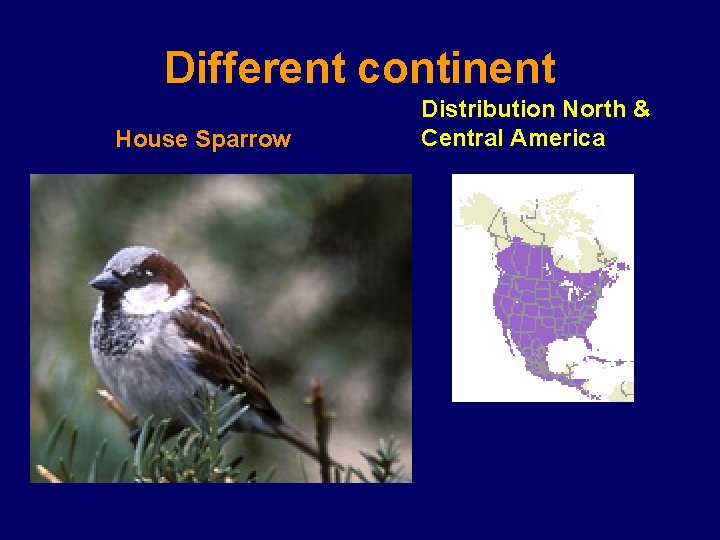 Different continent House Sparrow Distribution North & Central America 