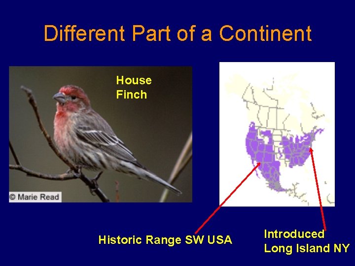 Different Part of a Continent House Finch Historic Range SW USA Introduced Long Island