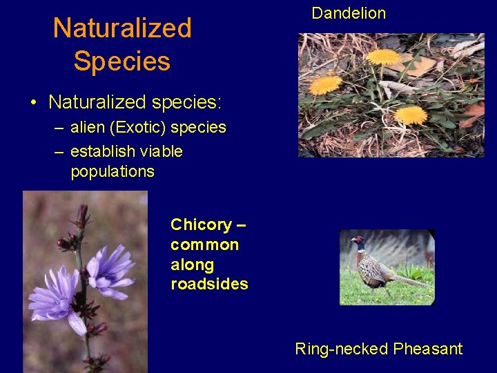 Naturalized Species Dandelion • Naturalized species: – alien (Exotic) species – establish viable populations