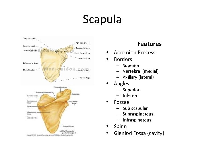 Scapula Features • Acromion Process • Borders – Superior – Vertebral (medial) – Axillary