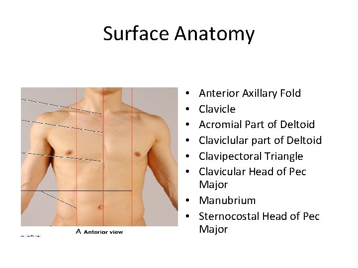 Surface Anatomy Anterior Axillary Fold Clavicle Acromial Part of Deltoid Claviclular part of Deltoid