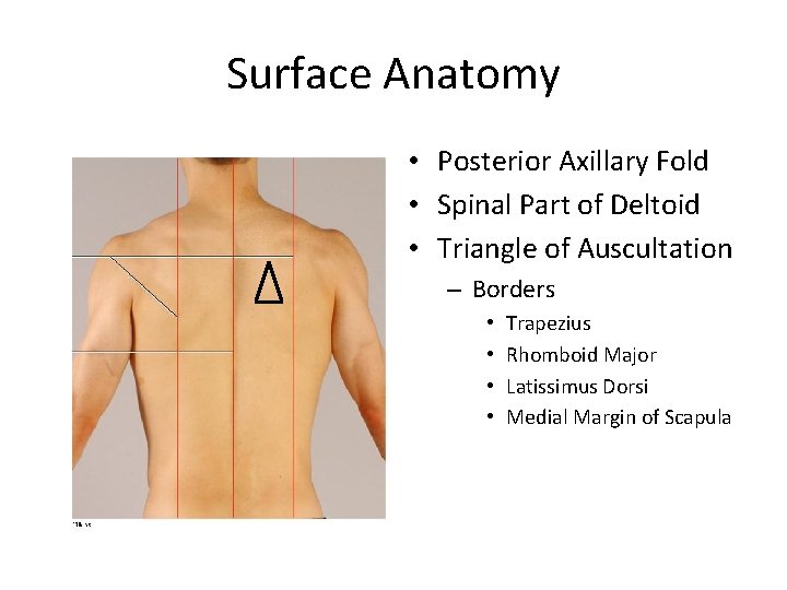 Surface Anatomy • Posterior Axillary Fold • Spinal Part of Deltoid • Triangle of