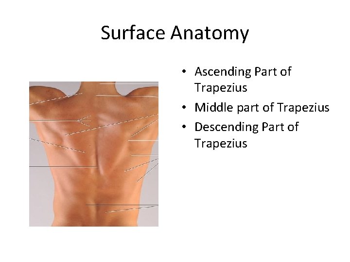 Surface Anatomy • Ascending Part of Trapezius • Middle part of Trapezius • Descending