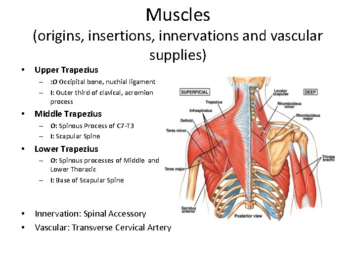 Muscles (origins, insertions, innervations and vascular supplies) • Upper Trapezius – : O Occipital