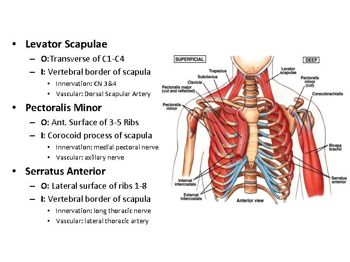  • Levator Scapulae – O: Transverse of C 1 -C 4 – I: