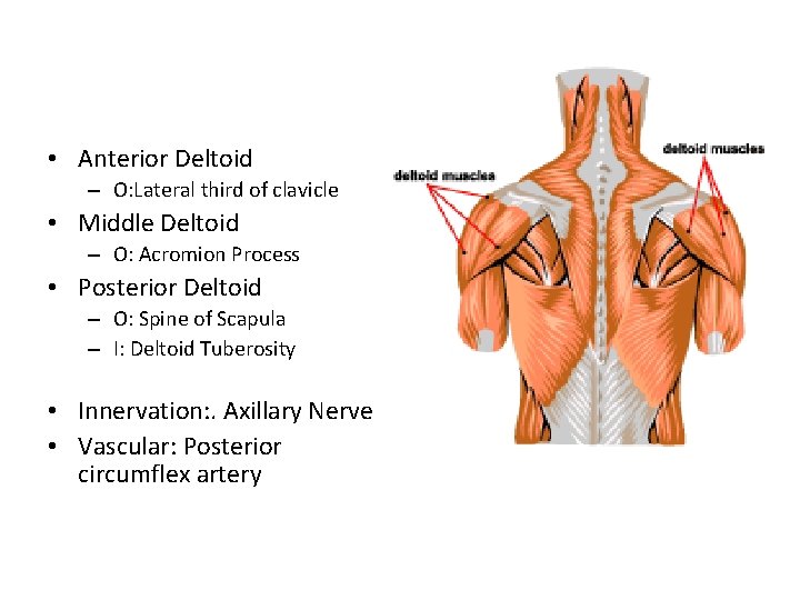  • Anterior Deltoid – O: Lateral third of clavicle • Middle Deltoid –