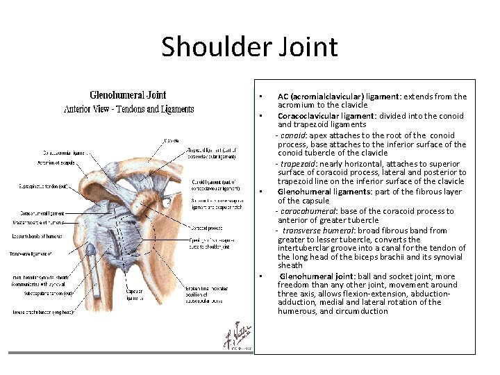 Shoulder Joint • • AC (acromialclavicular) ligament: extends from the acromium to the clavicle
