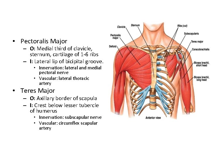  • Pectoralis Major – O: Medial third of clavicle, sternum, cartilage of 1