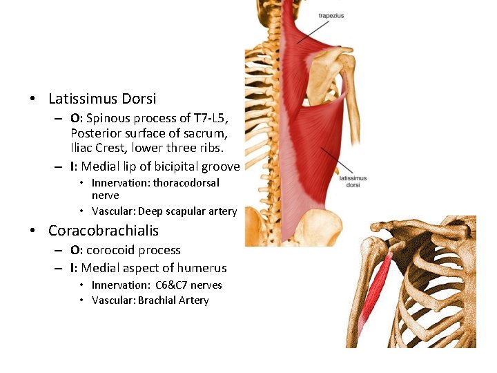  • Latissimus Dorsi – O: Spinous process of T 7 -L 5, Posterior