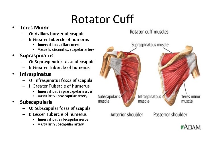  • Teres Minor Rotator Cuff – O: Axillary border of scapula – I: