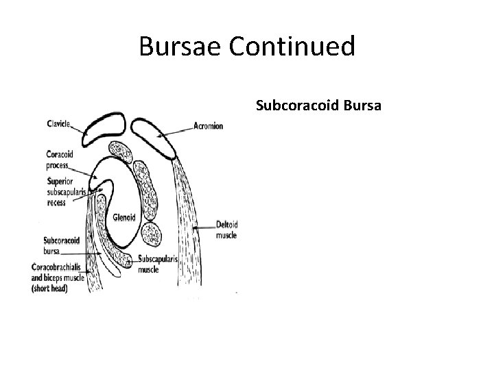 Bursae Continued Subcoracoid Bursa 