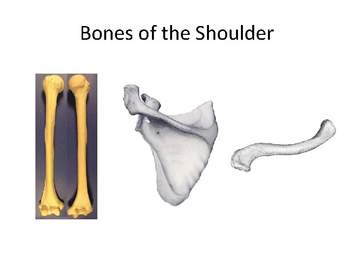 Bones of the Shoulder 