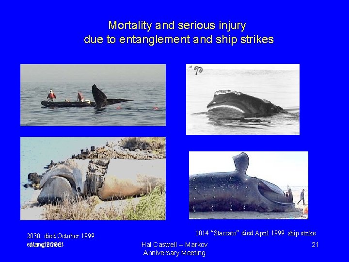 Mortality and serious injury due to entanglement and ship strikes 2030: died October 1999