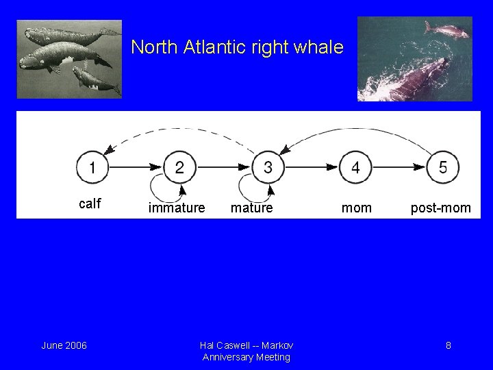 North Atlantic right whale calf June 2006 immature Hal Caswell -- Markov Anniversary Meeting